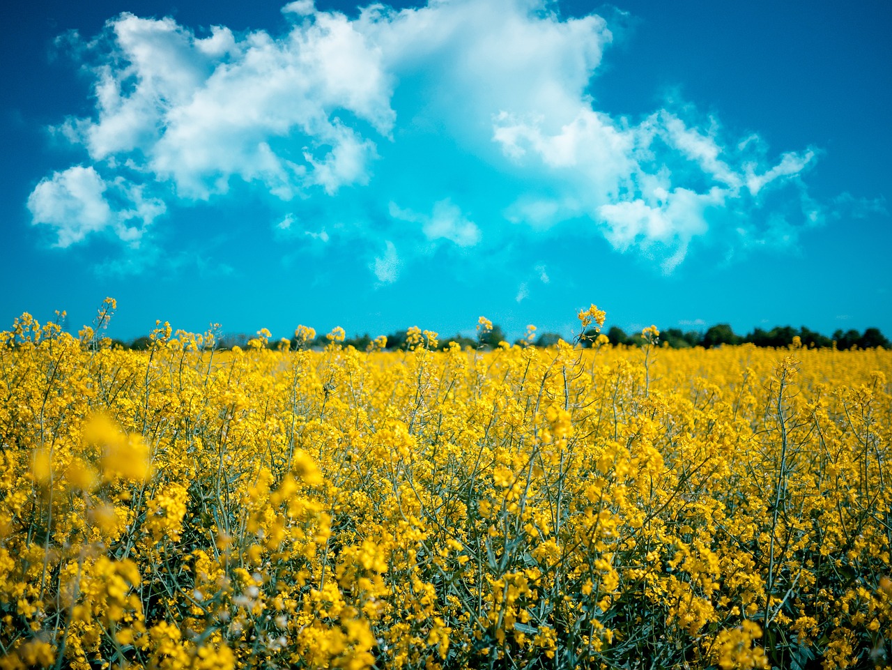 découvrez les biocarburants, une alternative durable aux énergies fossiles. apprenez sur leurs avantages environnementaux, leur production à partir de matières organiques et leur impact sur la transition énergétique.