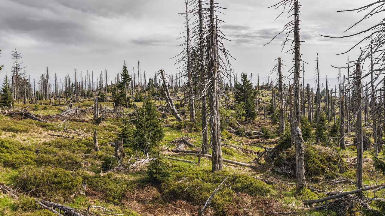 découvrez nos initiatives et conseils pour la protection de l'environnement. apprenez comment réduire votre empreinte écologique, promouvoir la biodiversité et participer à la préservation de notre planète pour les générations futures.