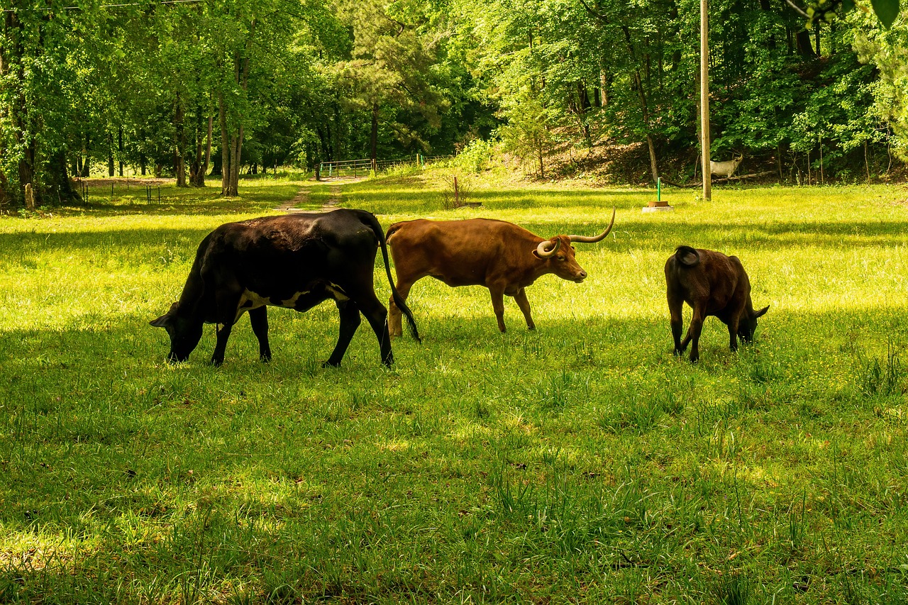 découvrez ce qu'est l'empreinte carbone et son impact sur l'environnement. apprenez des stratégies pour réduire votre empreinte carbone au quotidien, contribuant ainsi à un avenir durable et à la protection de notre planète.